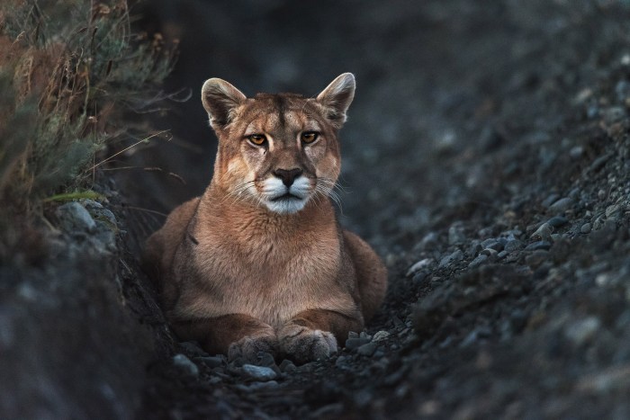 Best wildlife photography locations